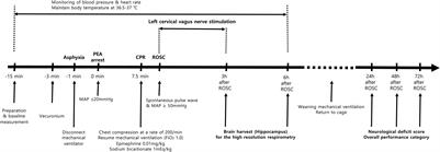 Vagus Nerve Stimulation Improves Mitochondrial Dysfunction in Post–cardiac Arrest Syndrome in the Asphyxial Cardiac Arrest Model in Rats